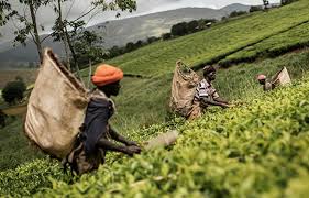RDC: découverte d’un engrais capable de fertiliser le sol pendant 400 ans