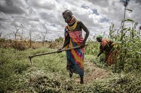 La déforestation en baisse dans le monde mais pas en Afrique (FAO)