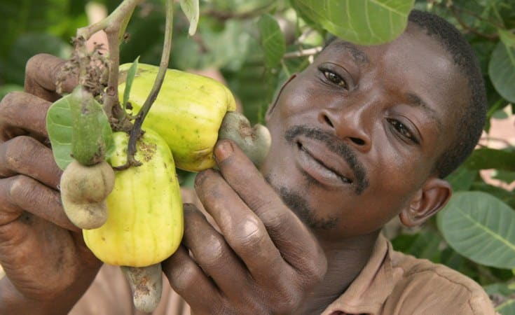Côte d’Ivoire: 230 millions d’euros en faveur de 11 filières agricoles