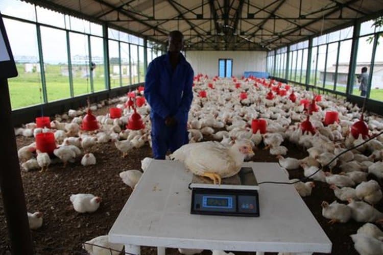 RDC : la production du Domaine Agro-Industriel Présidentiel N’Sele relancée au Kasaï Oriental