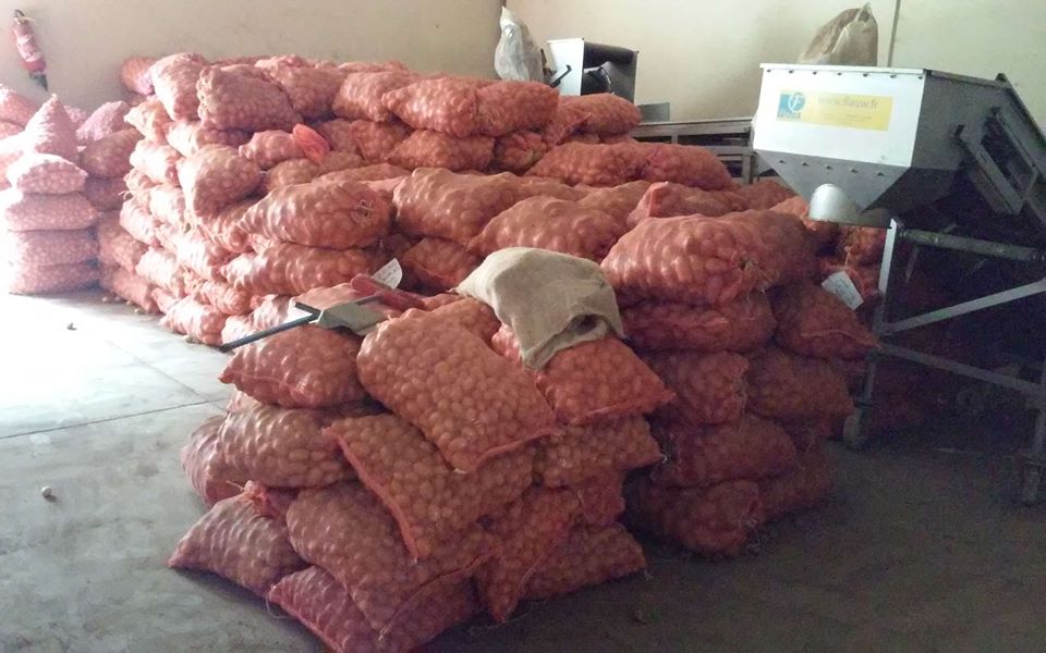 Guinée-Covid-19 : la filière pomme de terre pourrait enregistrer plus de 50 milliards de perte