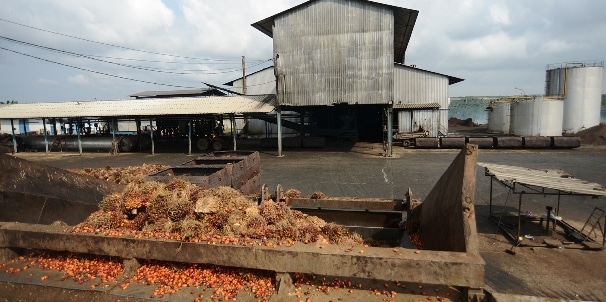 Agriculture : Forte progression du résultat net de Palm Côte d’Ivoire au premier trimestre 2020