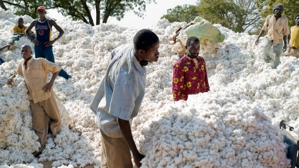 Le Mali accorde une subvention de 35 milliards de FCFA à la filière coton