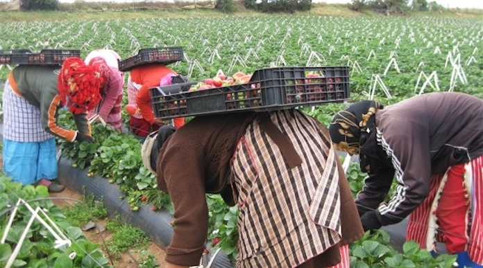 Covid-19: le Maroc découvre ce qu’il redoutait dans une usine de fraises
