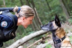 En Allemagne, des chiens dressés pour repérer les porteurs de covid-19