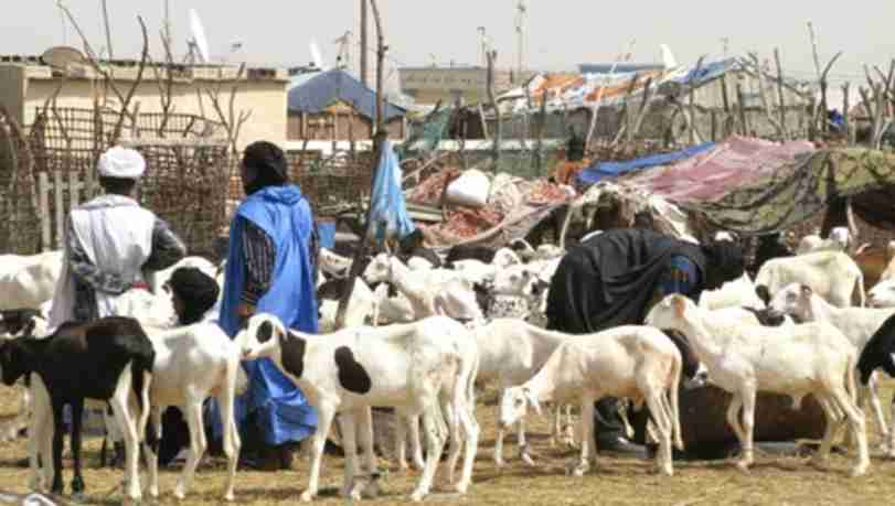 Burkina : Hausse des prix sur les marchés de production de bétail au premier trimestre 2020