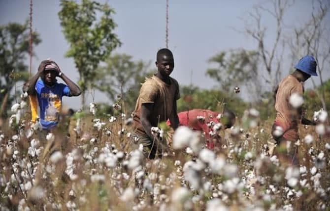 Mali : la commercialisation et le financement du coton désormais garantis