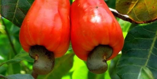 Côte d’Ivoire: la production de la noix de cajou en hausse de 100.000 tonnes