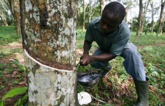 Côte d&rsquo;Ivoire: la Société des caoutchoucs de Grand Béréby (SOGB) ne connaît pas le Covid