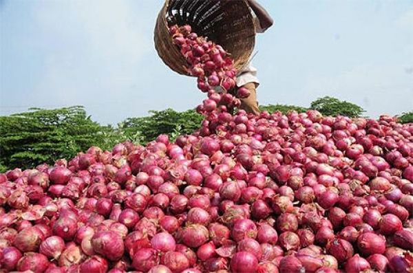 Afrique: l’oignon de la Non ZLECA fait pleurer les agriculteurs