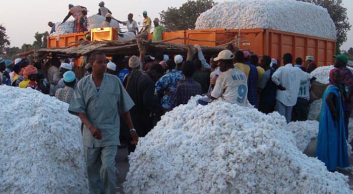 Cameroun : Les bons comptes de la Sodecoton