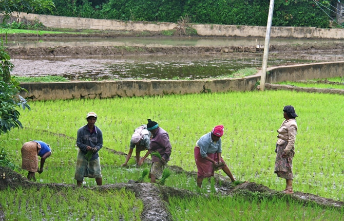 Cameroun : le Fonds koweïtien va investir 20 millions de dollars dans la riziculture