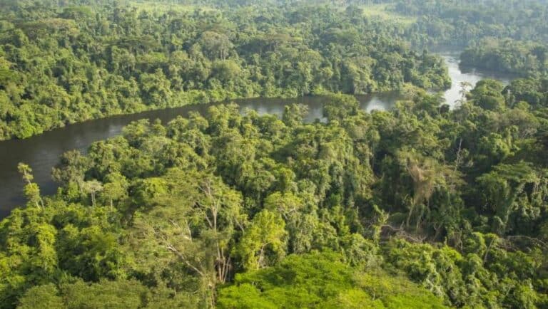 RDC : 2,248 millions USD rapportés par le secteur forestier