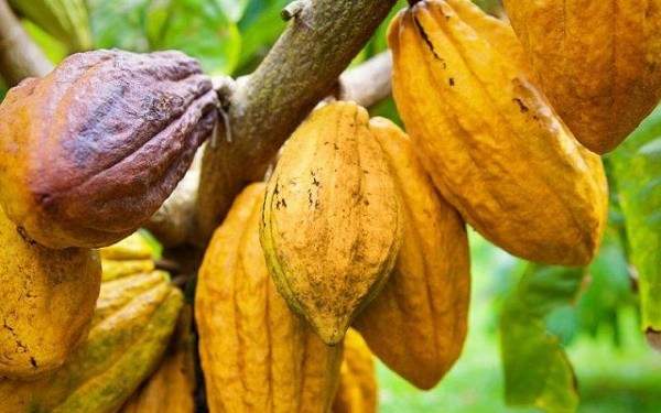 Ghana : le Cocobod obtient un prêt d’1,3 milliard de dollars pour la prochaine campagne cacaoyère