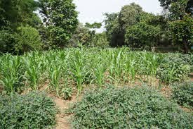 Mauritanie : GDM-Agriconcept pour réaliser un  projet agricole de 17 millions USD