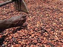 Cameroun : la BEAC recommande une réforme fiscale dans la filière cacao