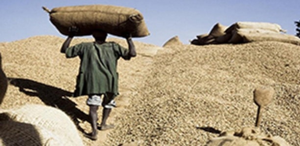 Sénégal: derrière la levée de l’interdiction d’exportation de l’arachide