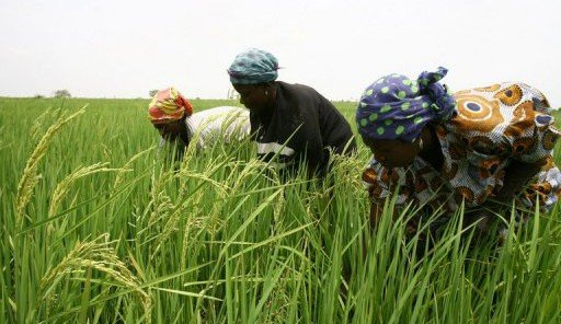 Côte d’Ivoire : la FAO et la Corée du Sud veulent aider les riziculteurs pour une productivité durable