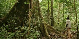 Gabon : l’Economie Verte, alternative pour l’émergence