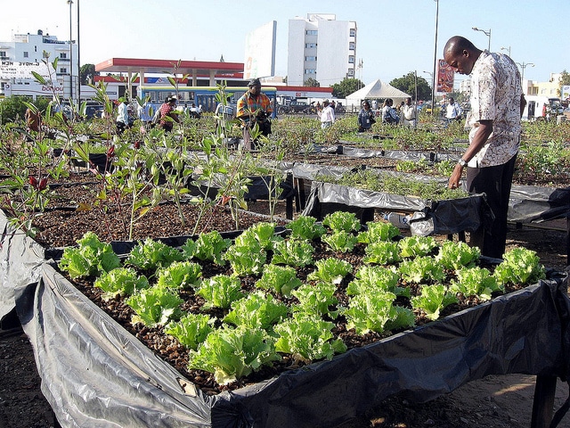 Sénégal : Hausse de 12,3% de la production horticole en 2019-2020