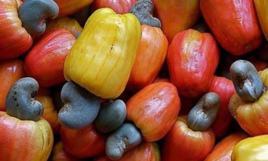 Filière anacarde : le Bénin maintient le cap, malgré les aléas