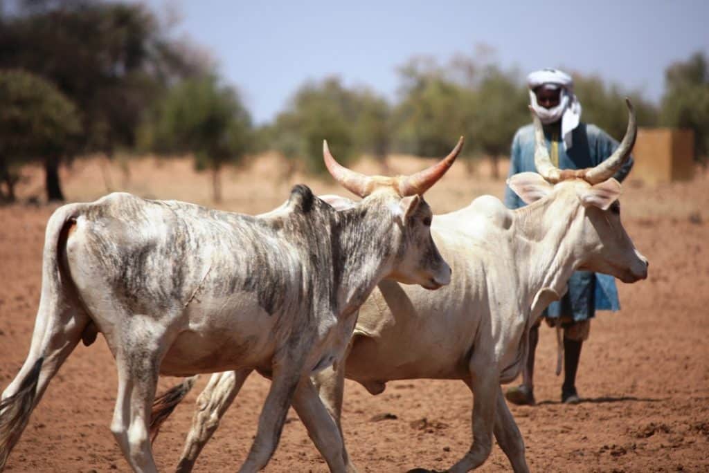 Mali : le gouvernement ratifie un accord de près de 25 millions d’euros relatif au secteur pastoral