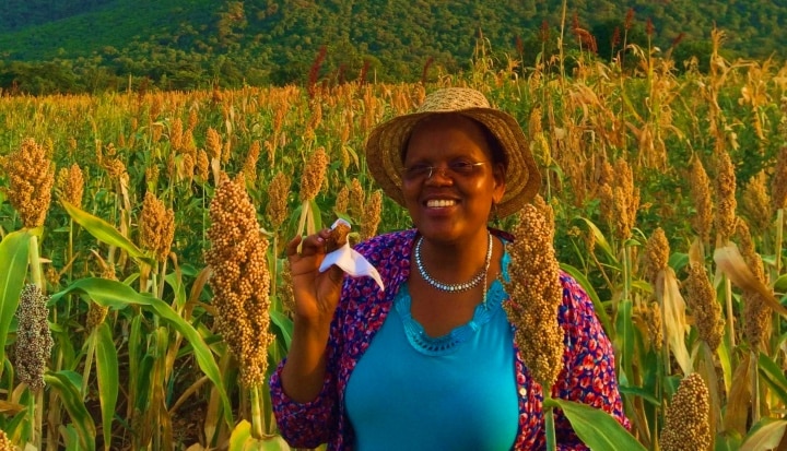 Root Capital au chevet des agriculteurs de l’Afrique de l’est