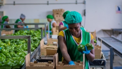 Nigeria : 520 millions de dollars pour des zones de transformation agro-industrielle spéciales