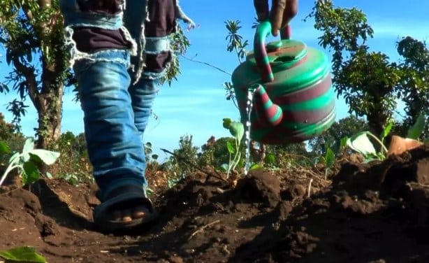 L’Afrique face aux défis de la sécurité alimentaire