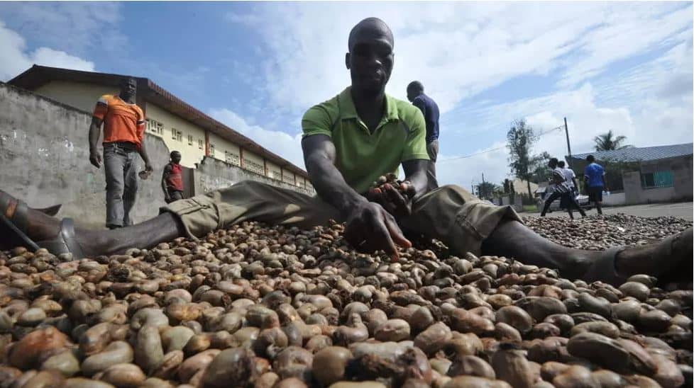 Côte d’Ivoire: pendant que la production de cajou monte en flèche, sa transformation locale stagne