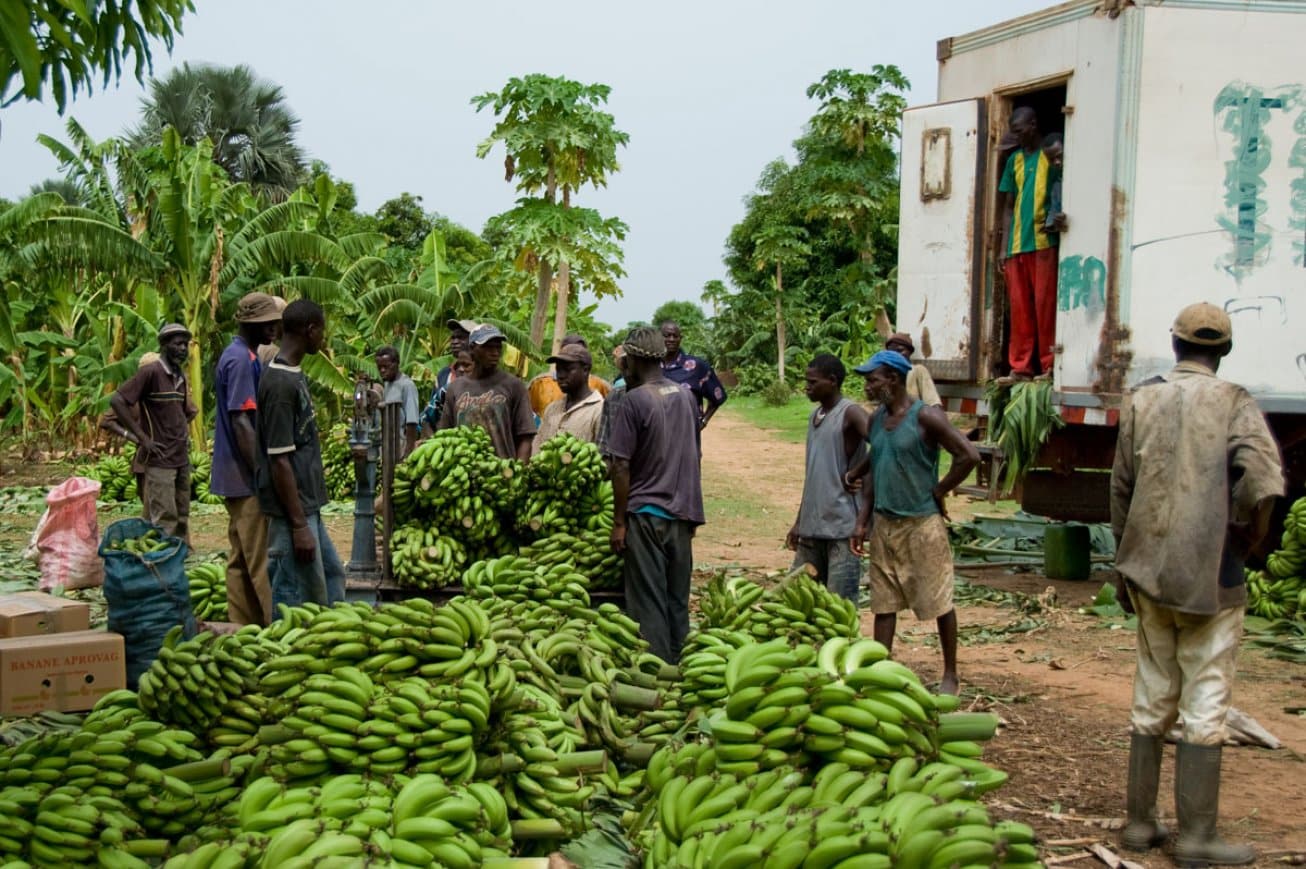 Cameroun : près de 20.000 tonnes de banane exportées en septembre 2023