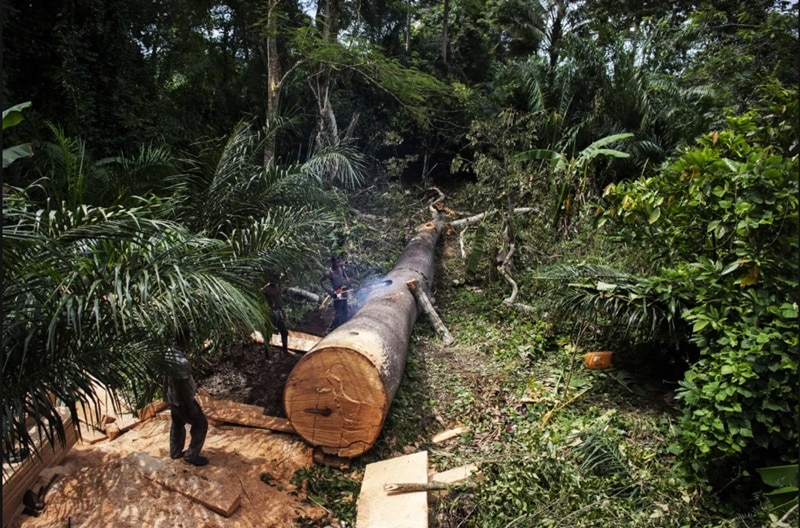 Côte d’Ivoire : la déforestation inquiète le PNUD