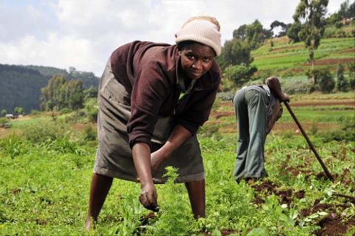 CDC Group et FMO s’associent avec AgFunder pour une plateforme africaine sur l’agritech