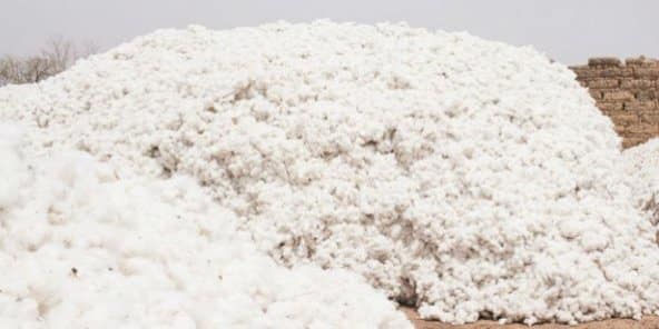 Tchad : tendance haussière pour la filière coton