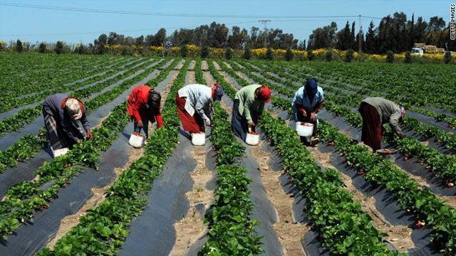L’AGRA lance un nouveau système semencier dans six pays africains