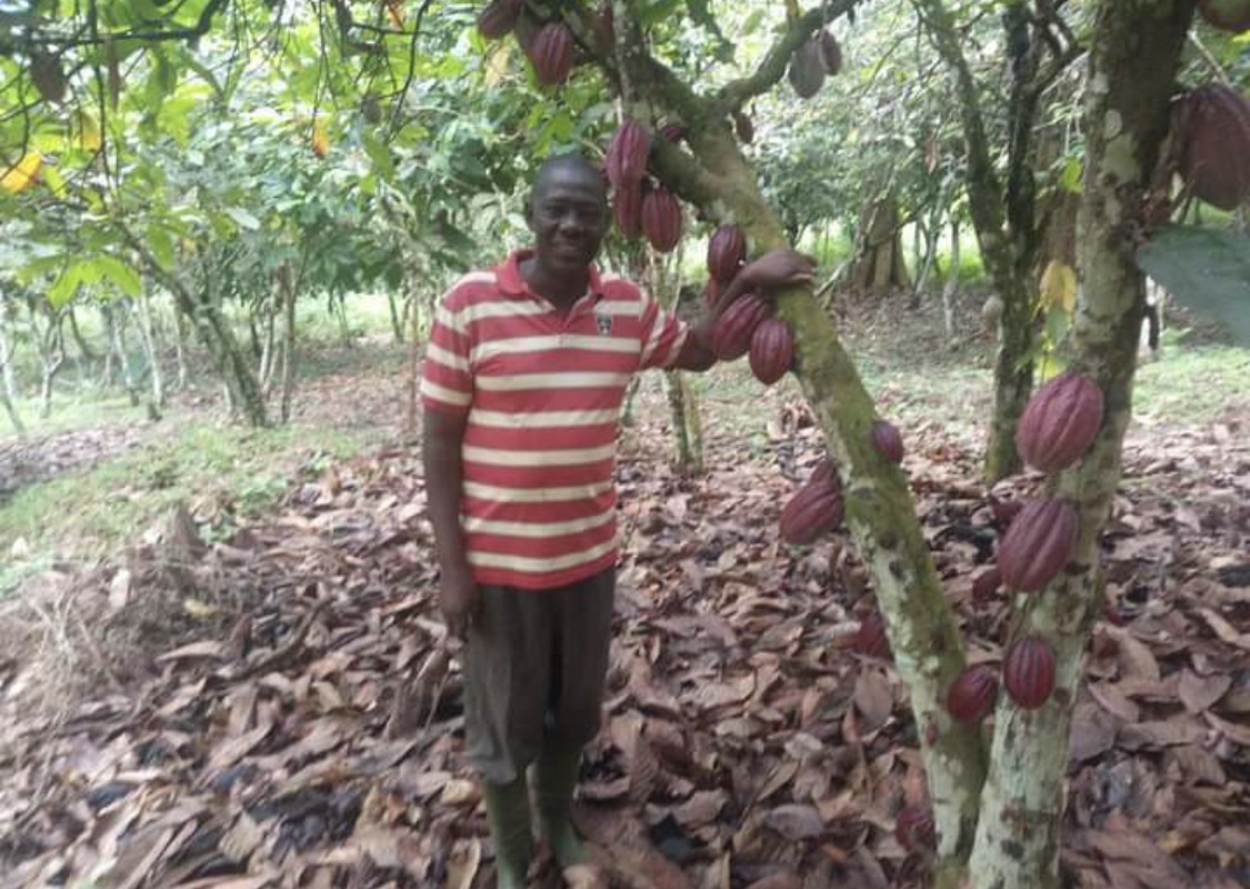 La Côte d’Ivoire va-t-elle perdre sa place  de premier exportateur mondial de cacao ?