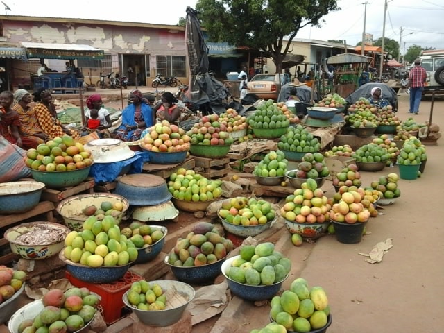 Côte d’Ivoire : quand 100 000 tonnes de mangue pourrissent chaque année