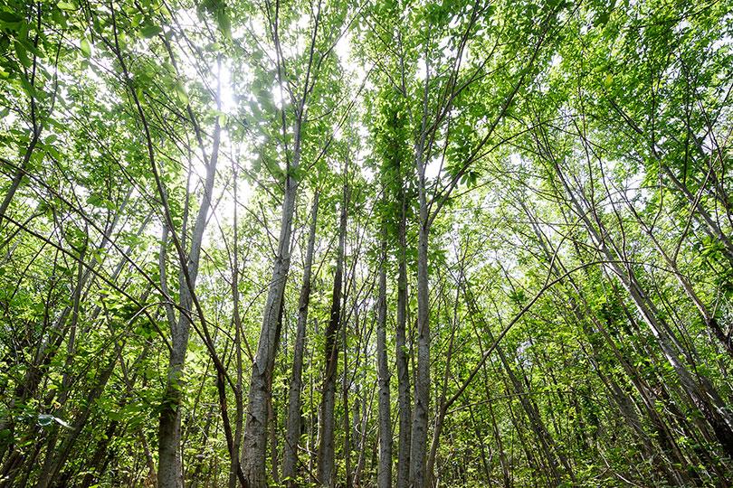 RDC : le potentiel des forêts estimé entre 223 et 398 milliards USD par an