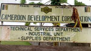 Cameroun : la CDC opte pour la diversification de la production pour accroître la rentabilité