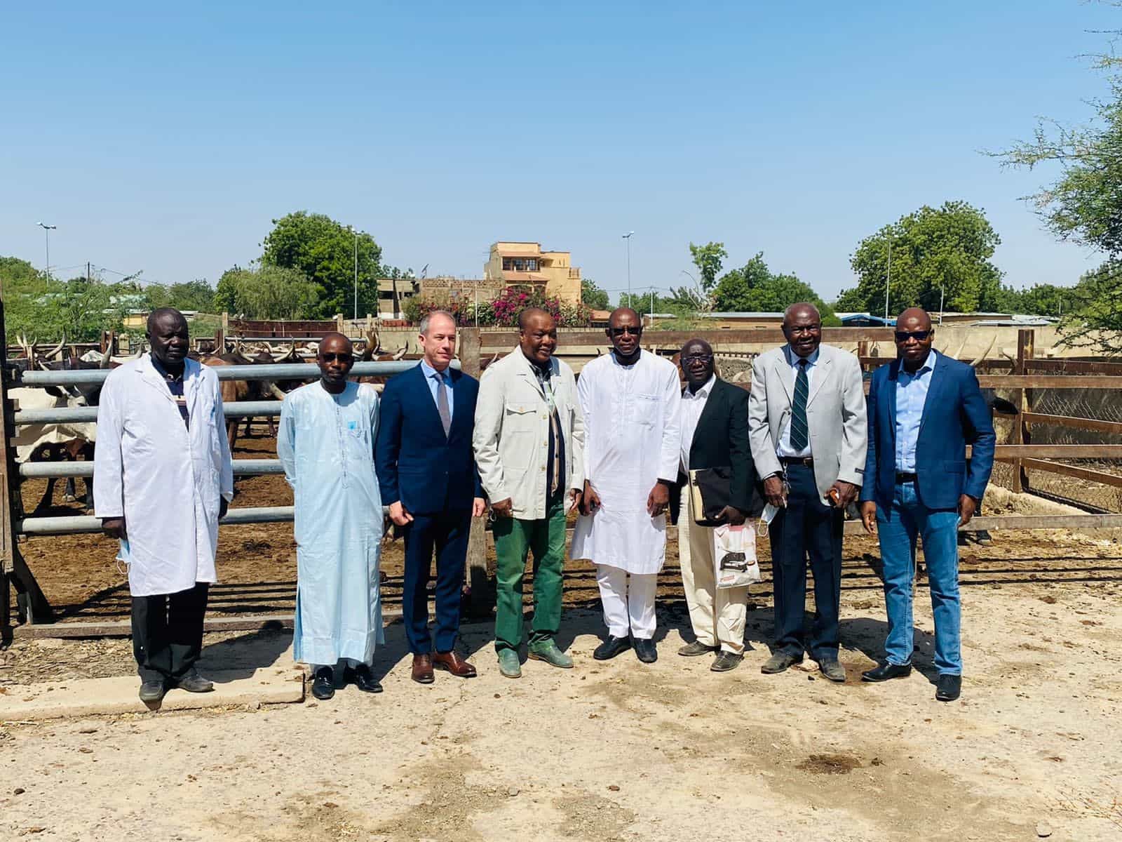 Bolloré Transport & Logistics Tchad réalise la première opération d&rsquo;exportation de viande en Afrique centrale