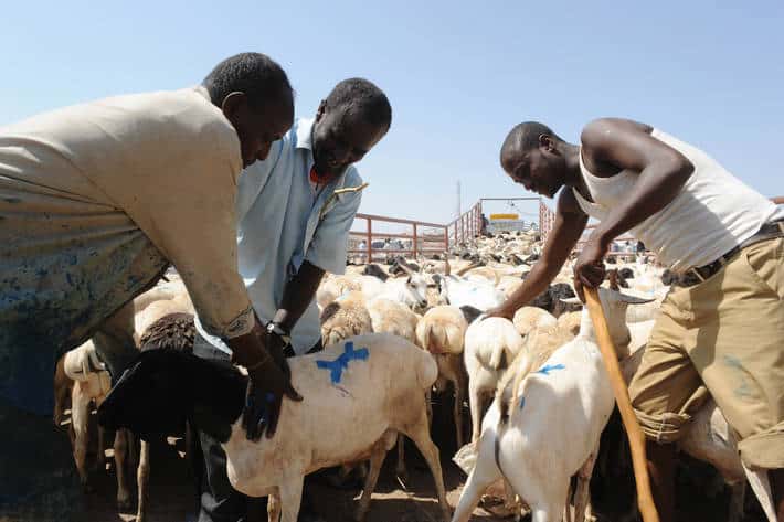 Tchad&nbsp;: 500 milliards de FCFA pour l’industrialisation de la filière bétail-viande