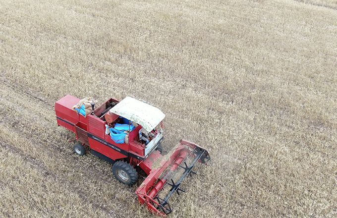Maroc : la Banque centrale prévoit une forte chute de la production céréalière en 2022