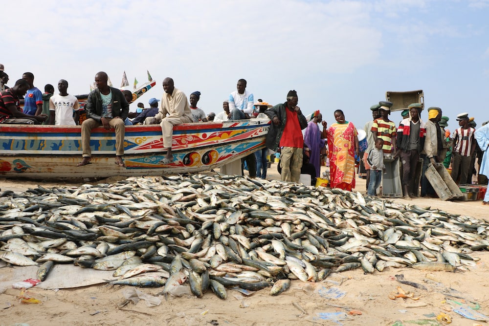 Sénégal&nbsp;: Hausse de 2,7% des débarquements de pêche au premier trimestre 2022