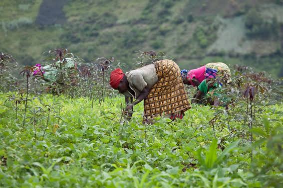 RDC : 8,7 millions USD au secteur de l’Agriculture en 5 mois