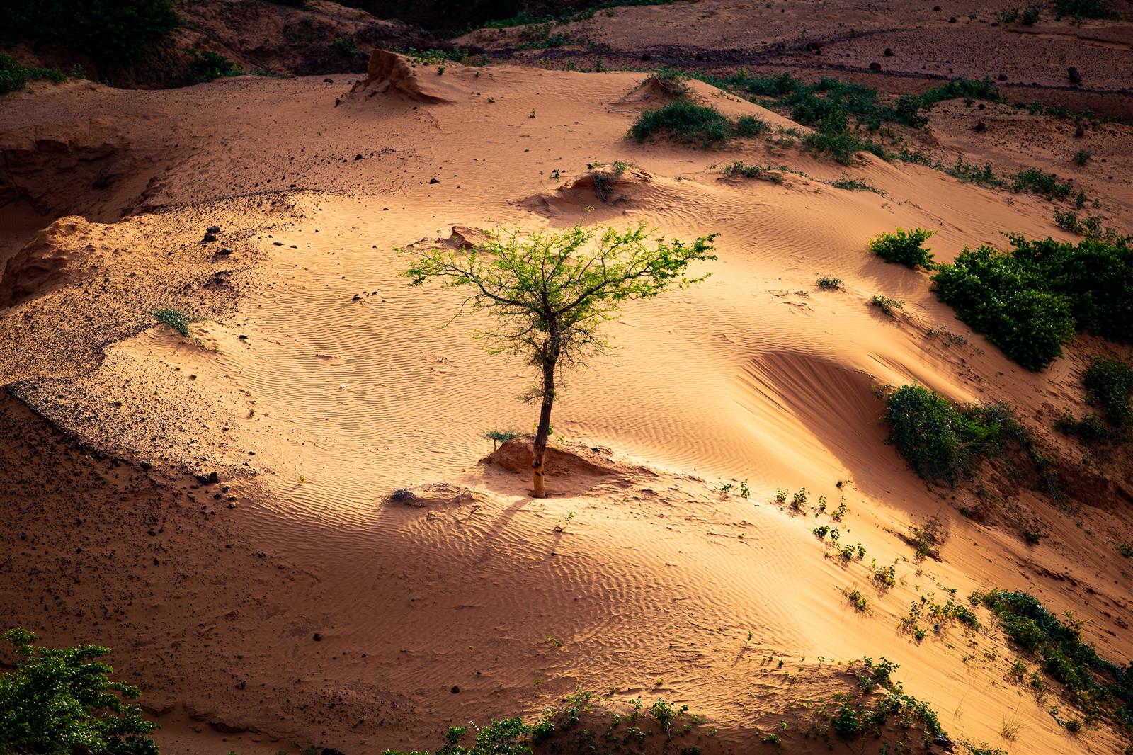 Rendre le Sahel plus riche et plus vert pour la nature et les hommes