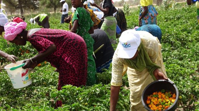 Première levée de fonds réussie pour Afrikamart, la startup sénégalaise qui révolutionne la chaîne de valeur des produits frais grâce au numérique