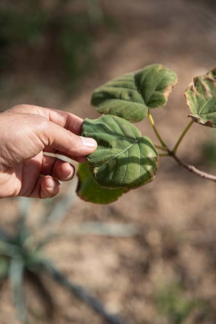 Climat, environnement, biodiversité : des priorités pour la planète, des actions pour la Tunisie 