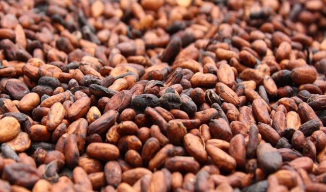 Côte d’Ivoire : JB COCOA va investir 63 millions USD pour la transformation locale du cacao