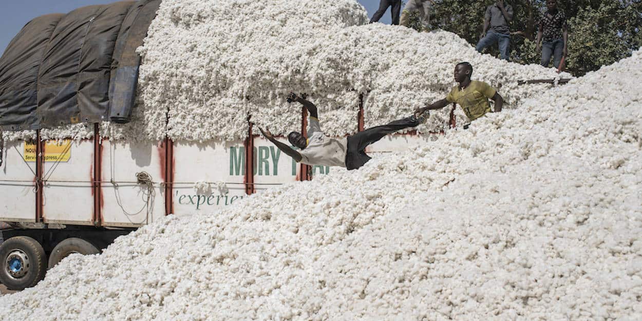 Coton : le Bénin a détrôné le Burkina Faso et le Mali en devenant le premier producteur africain