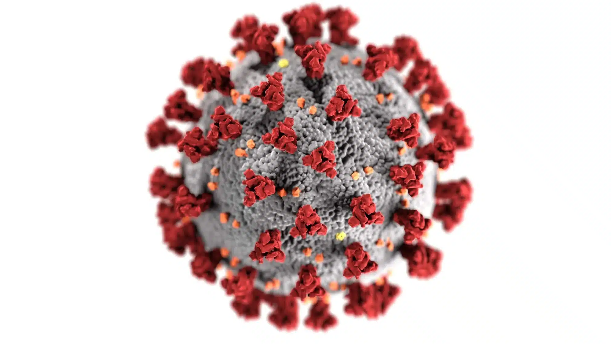 Le recul du coronavirus fait chuter le cours de Zoom de 85%